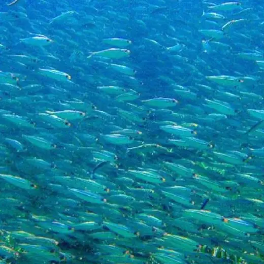 Promotional image published by Abe's Snorkeling & Bio Bay Tours
