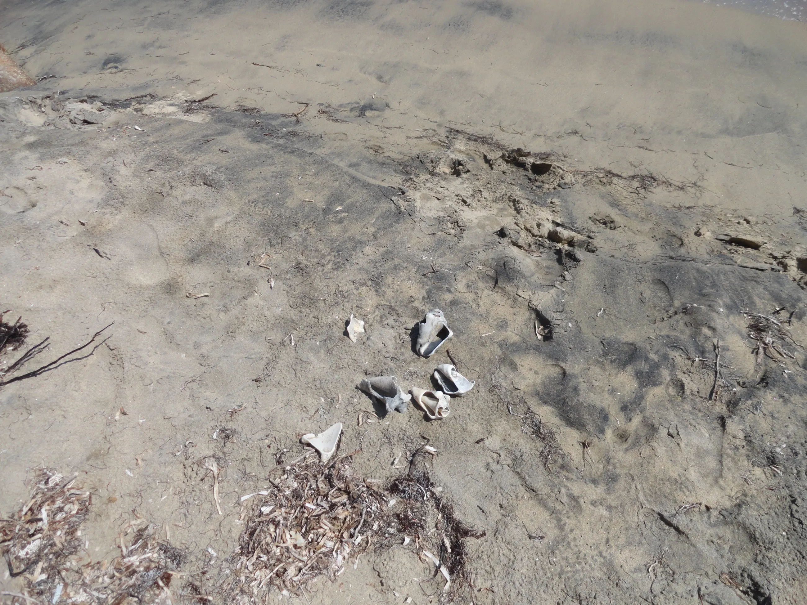 The volcanic black sand of Playa Negra, Vieques, streaked by the tide