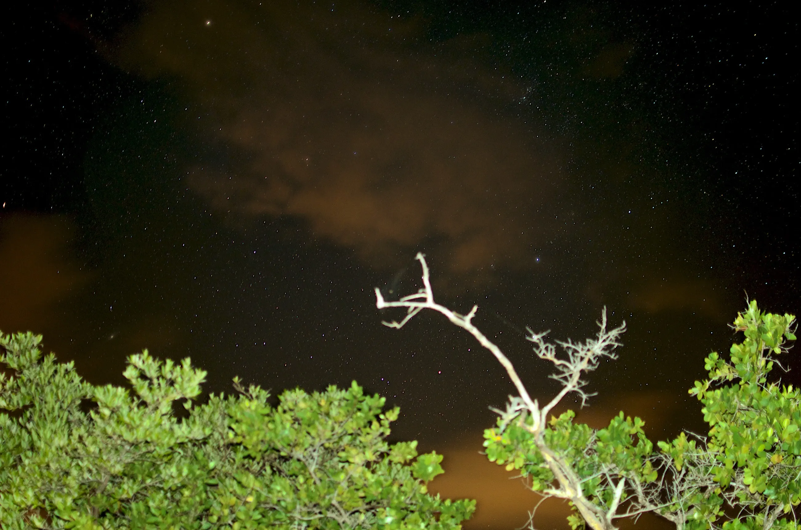 A dense field of stars over the mangrove canopy at Mosquito Bay, Vieques