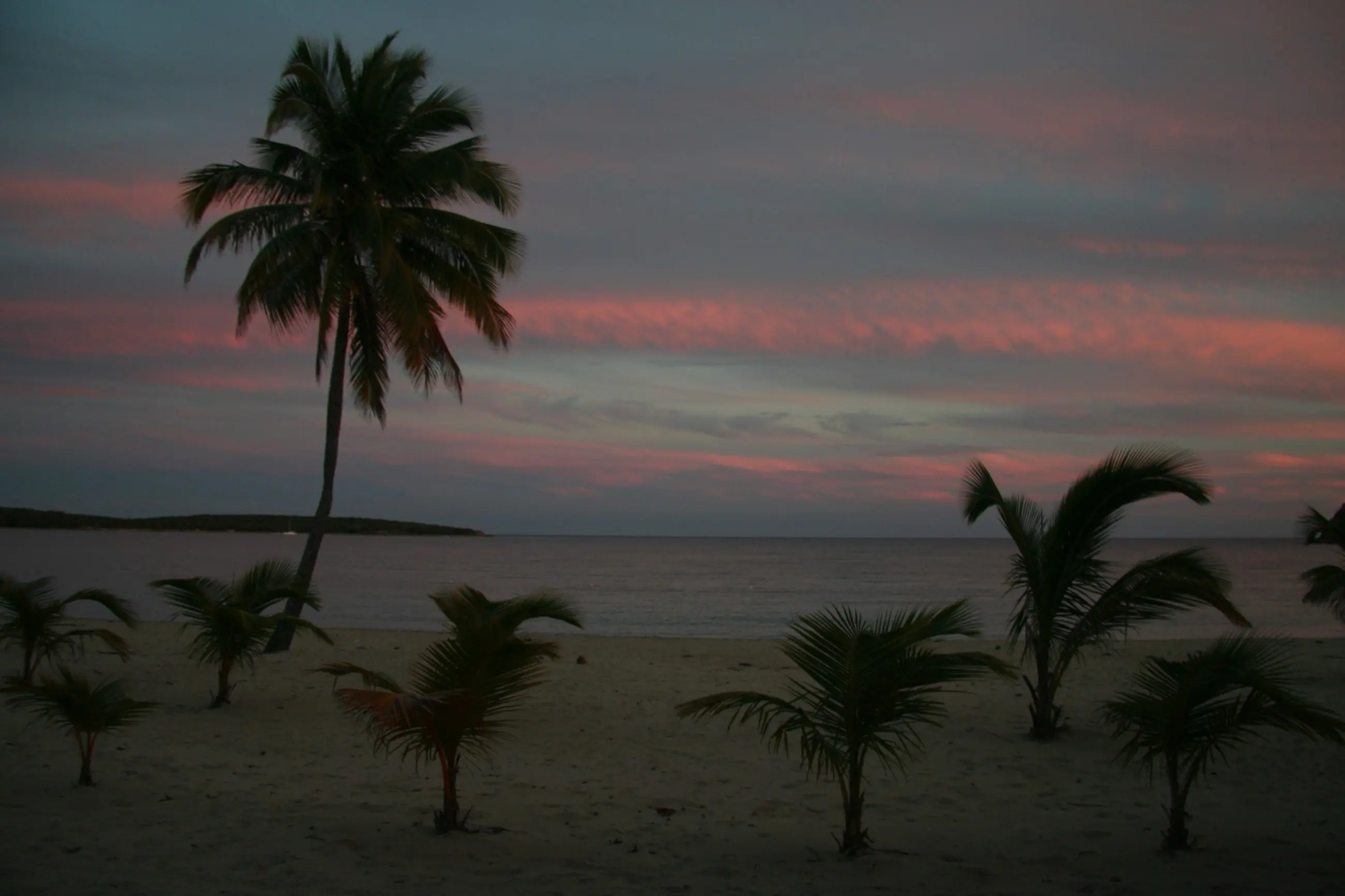 Young palms silhouetted against a pink and grey sunset at Sun Bay, Vieques