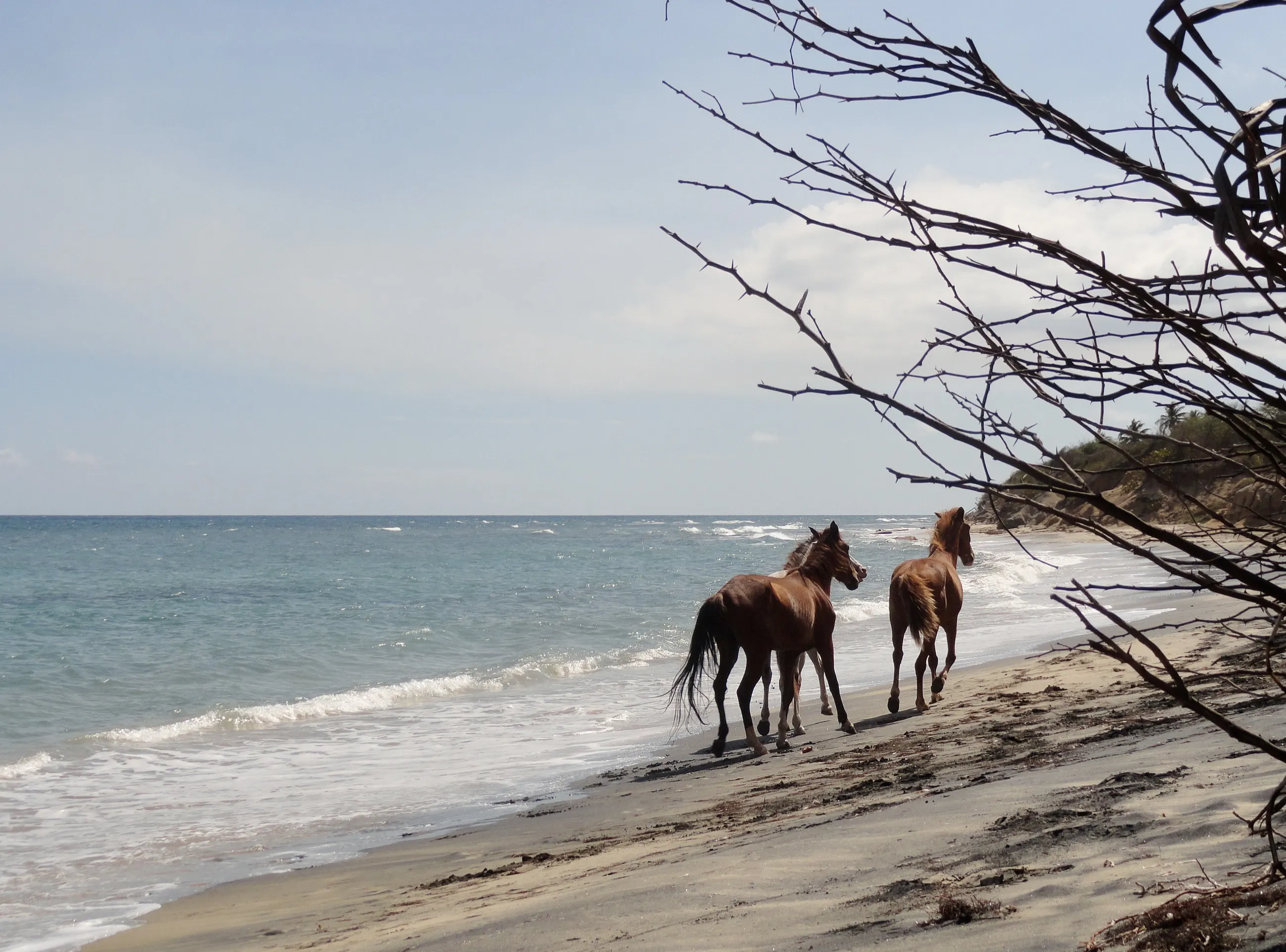 Two wild horses walking the shoreline at Playa Negra, Vieques