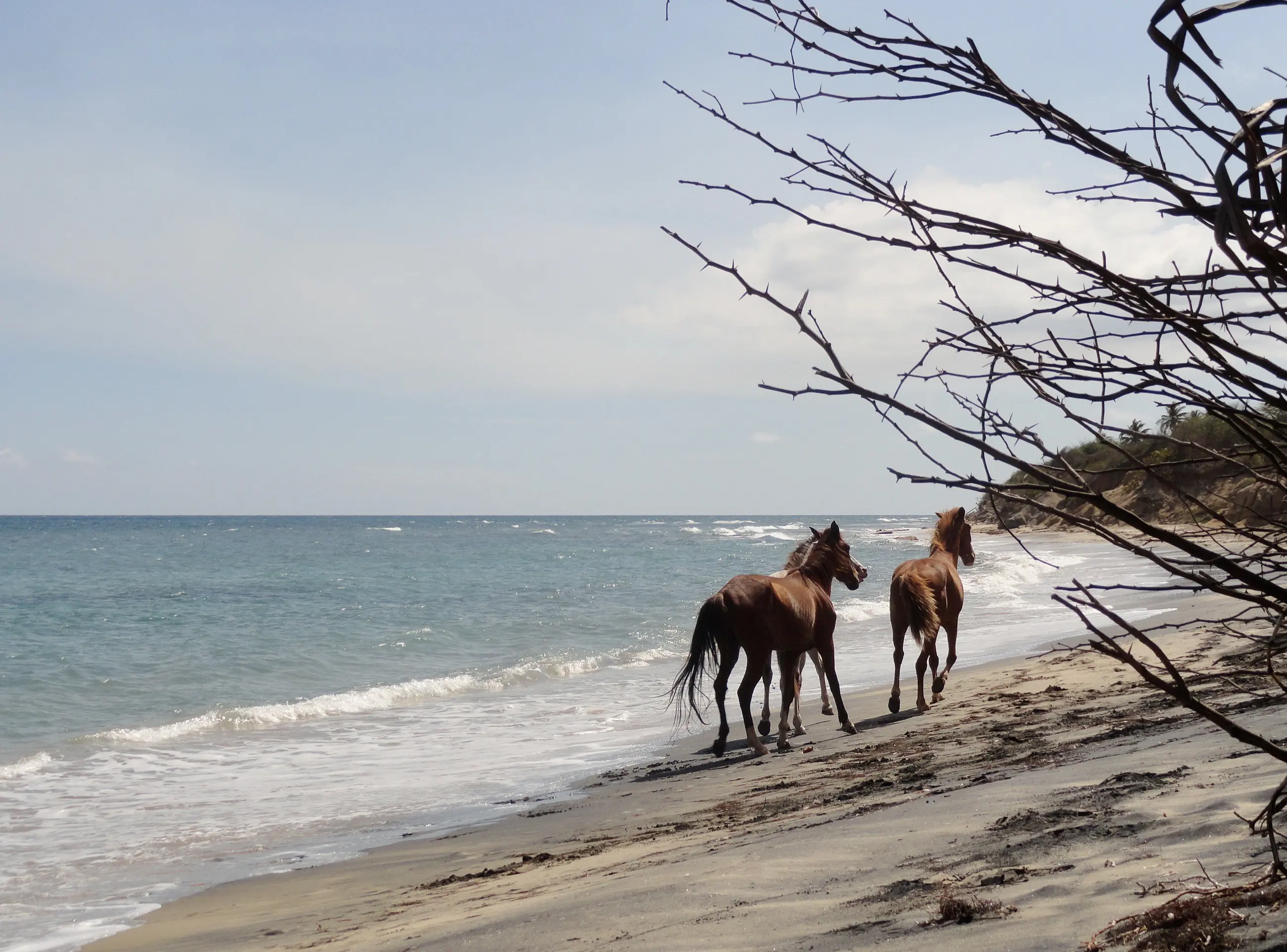 Two wild horses walking the shoreline at Playa Negra, Vieques